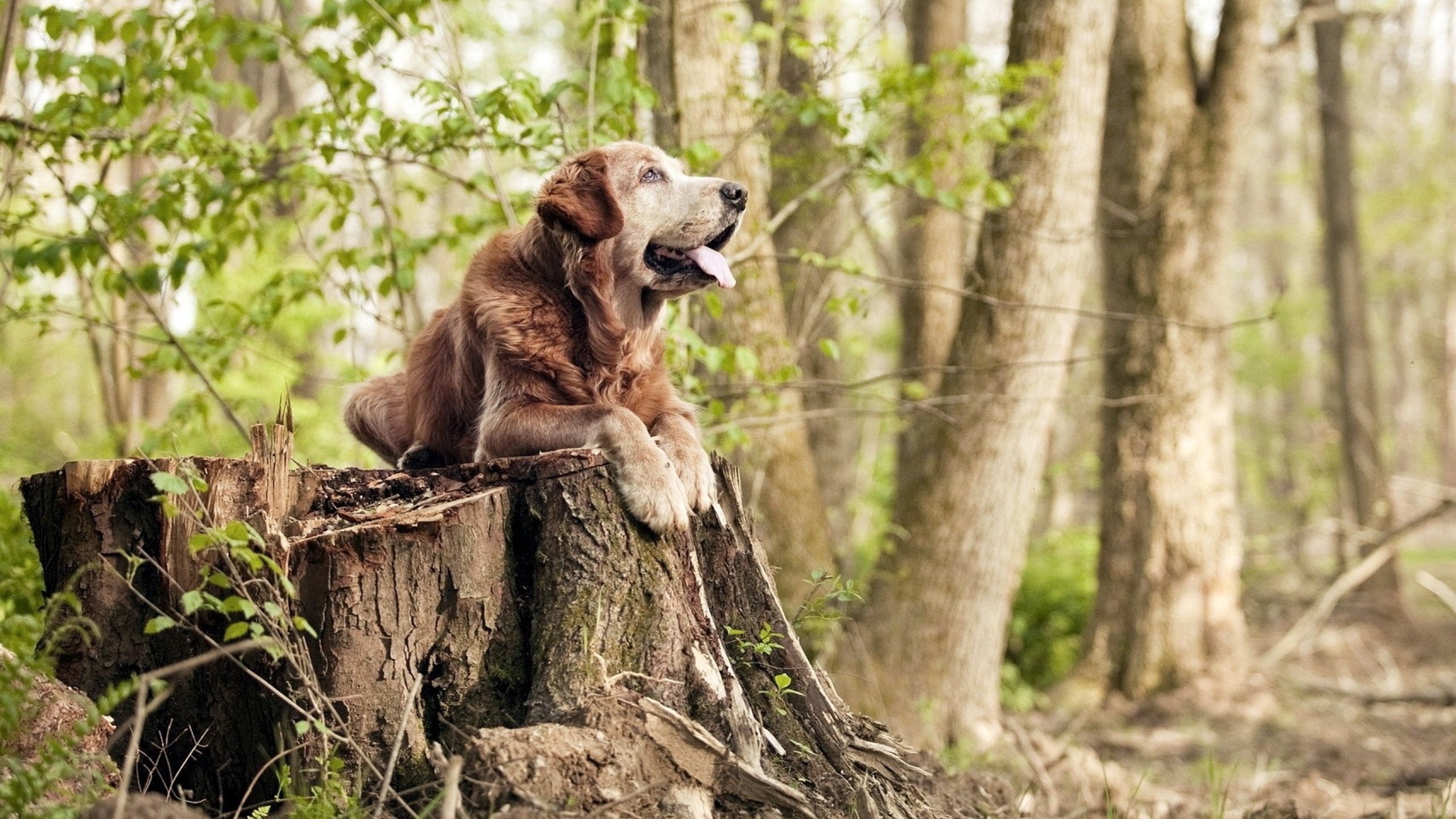 巨塔倾覆之日，辛杜单骑救主，印尼队掀翻德国羽球霸业