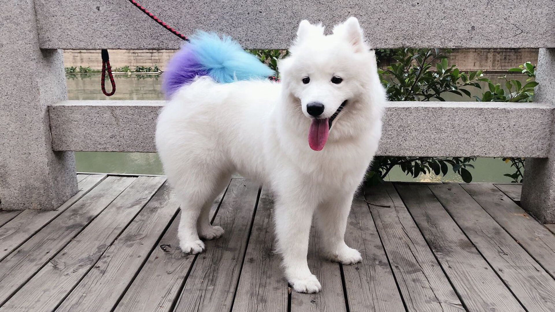 定海神针，梁靖崑一锤定音助法国队完胜韩国队