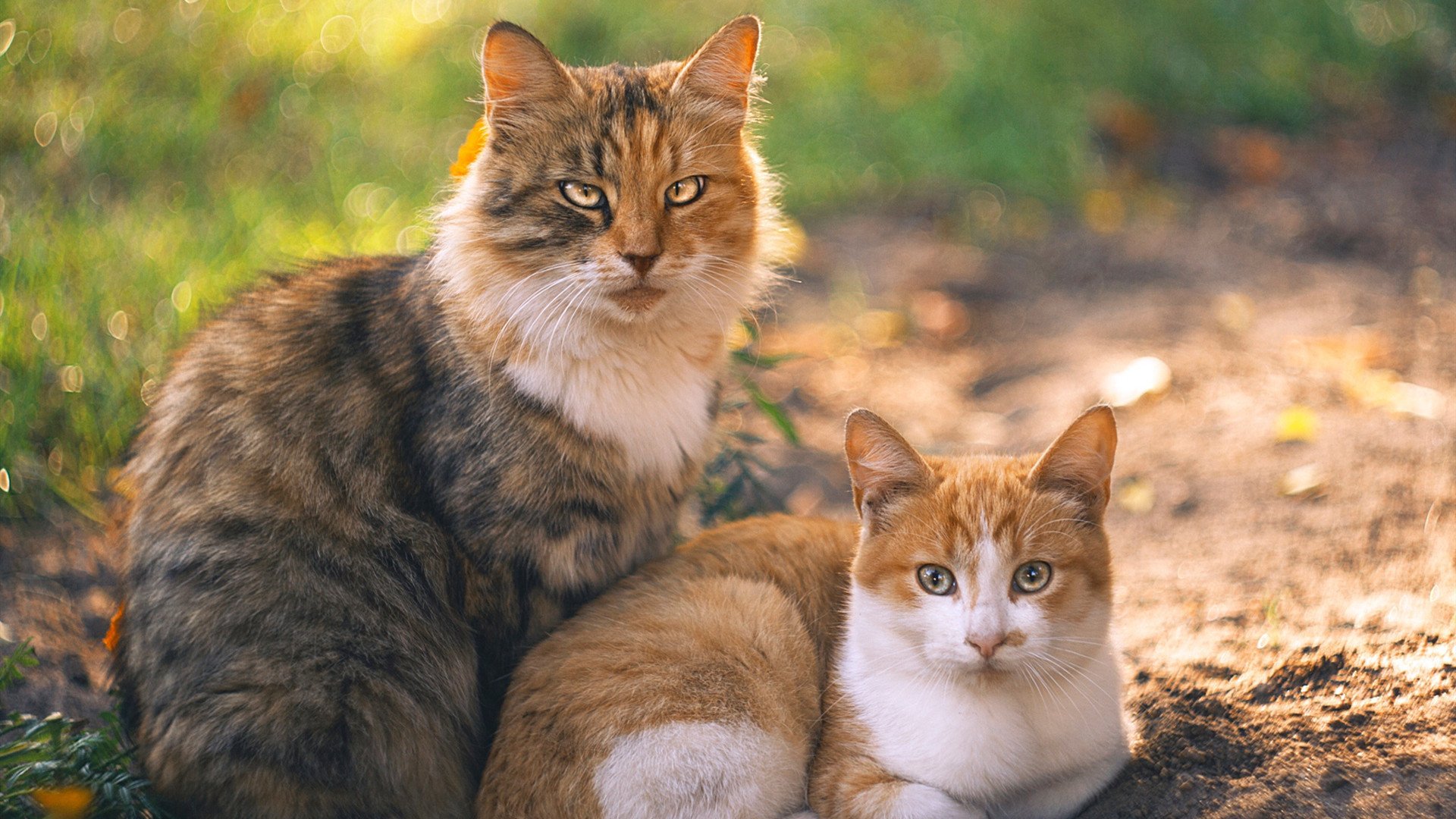 末节收割机,拉梅洛19分神奇翻转,上海队惊险带走浙江队