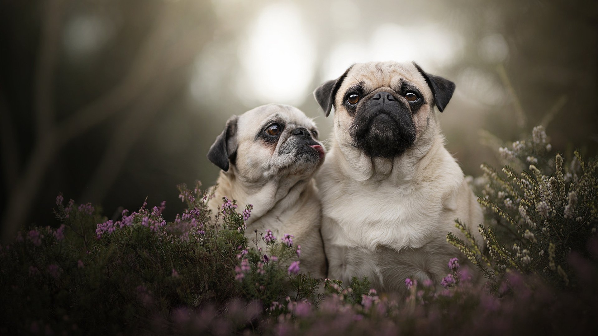 阿克单骑定乾坤,乌拉圭打破玻利维亚高原魔咒的唯一密码