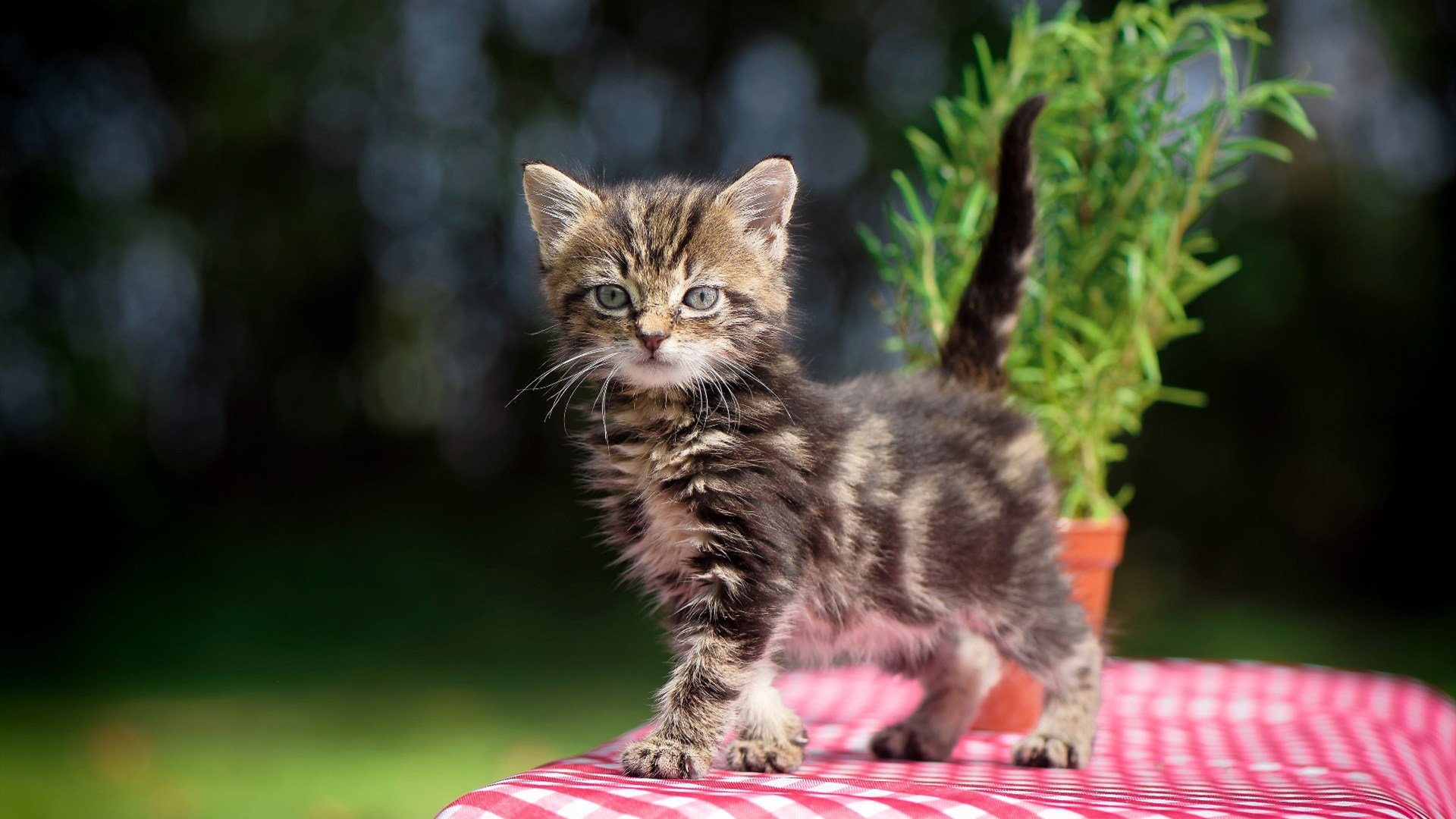 红海新浪潮，当埃及的砂砾倾覆罗马，武士刀锋刺穿亚平宁黄昏