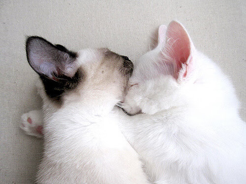 闪电划破足球荒漠，卡瓦哈尔，在洪都拉斯的至暗时刻刺出唯一的光