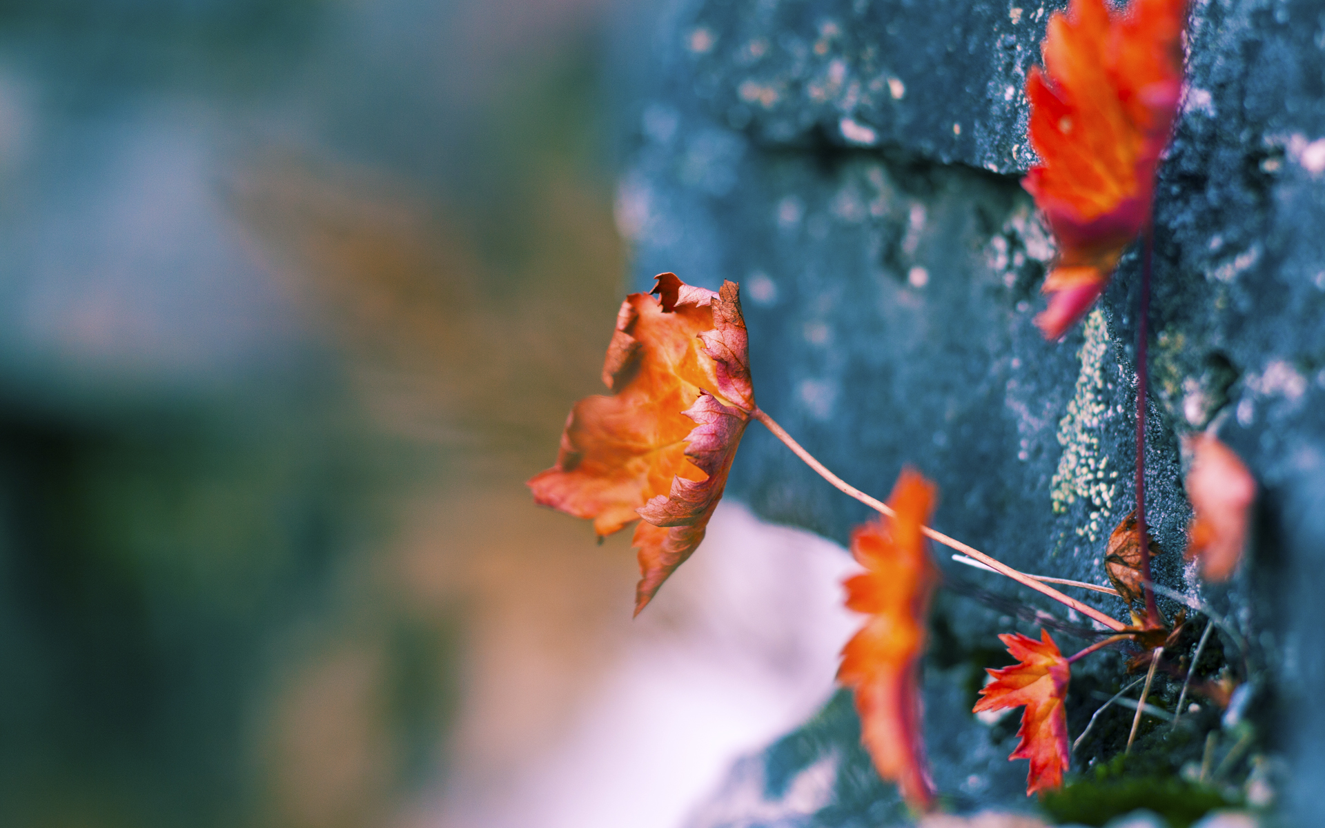 西方有课本,东方写新章,绿茵场的两种教科书