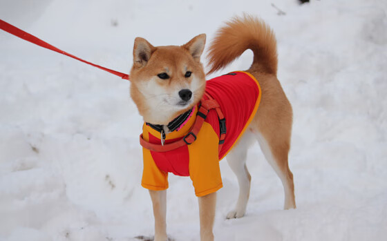 状元之光！班凯罗新高49分诠释价值，森林狼加时逆转步行者