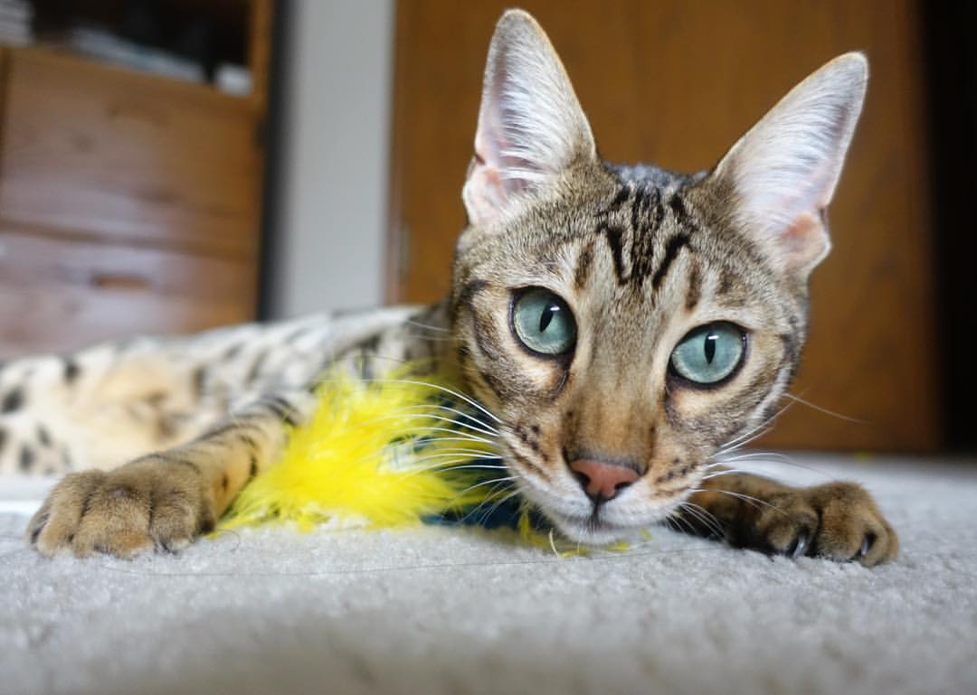 寒冰与烈焰，小球队的逆袭与巨星的加冕—足球世界中的意外与注定