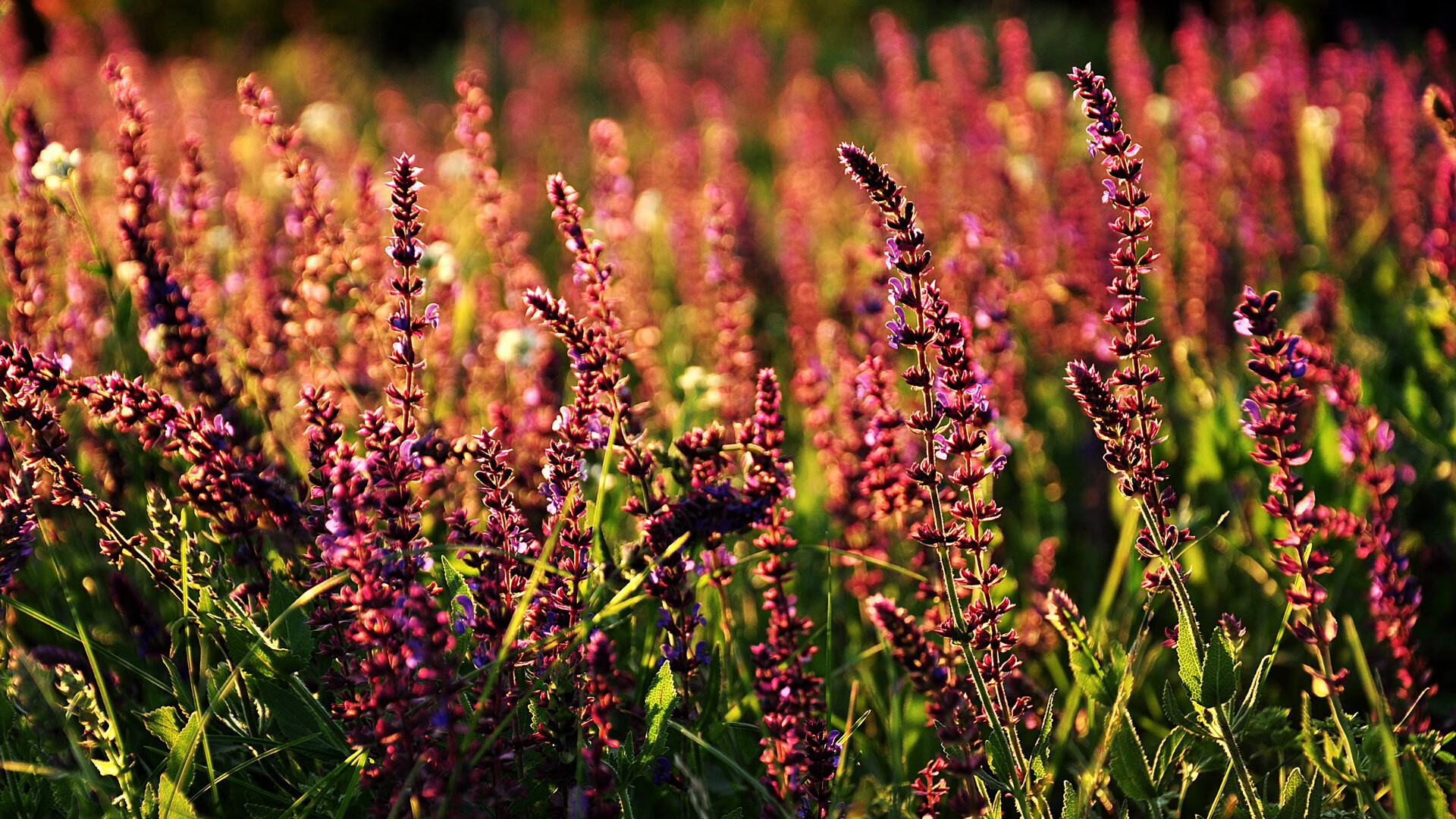 意甲交响乐,锡安挥棒指挥的焦点之夜
