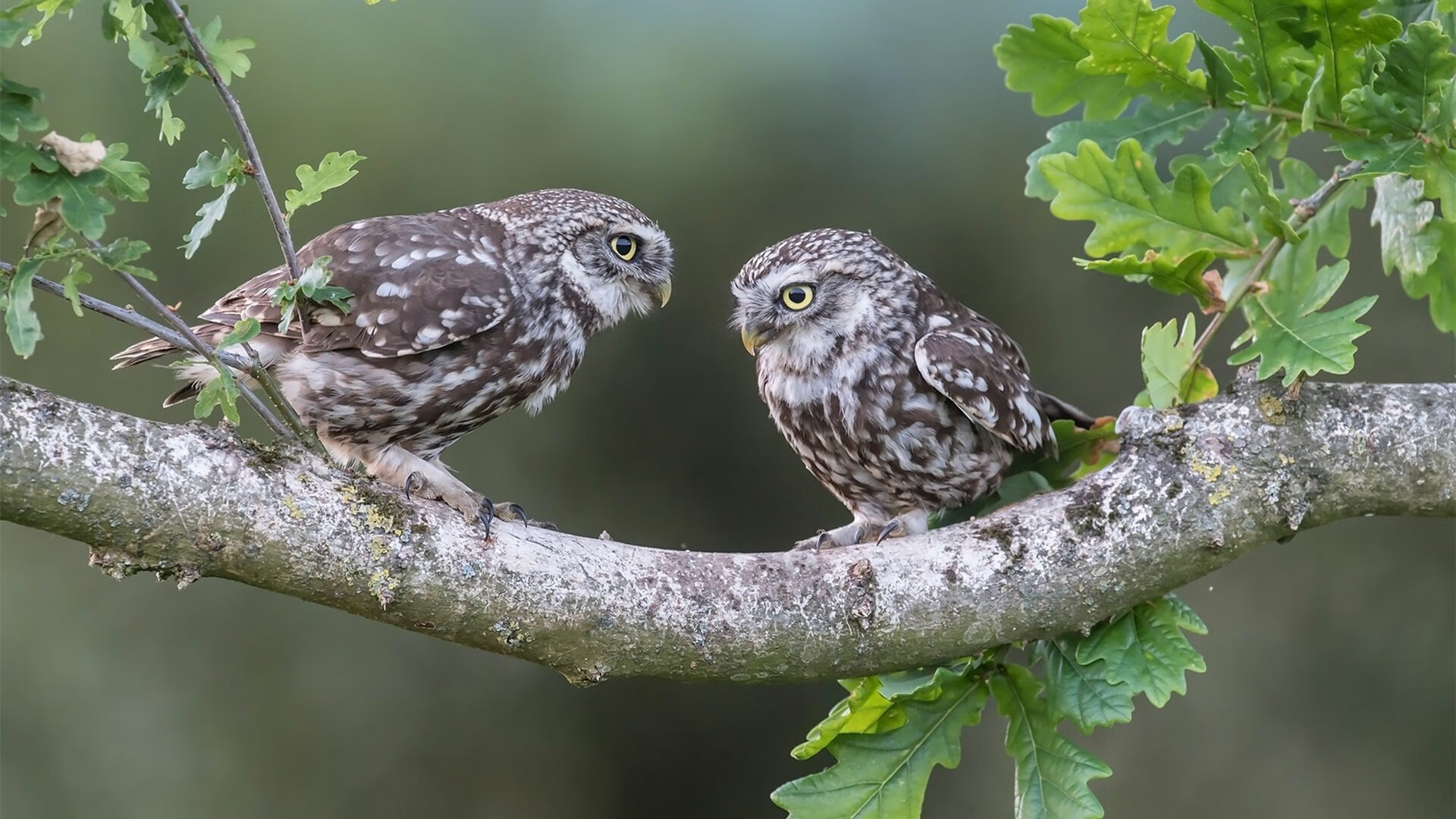 那一夜，世界屏住呼吸