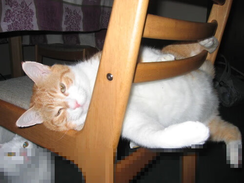 2026世界杯焦点战,上海队终结猛龙,中国足球新纪元