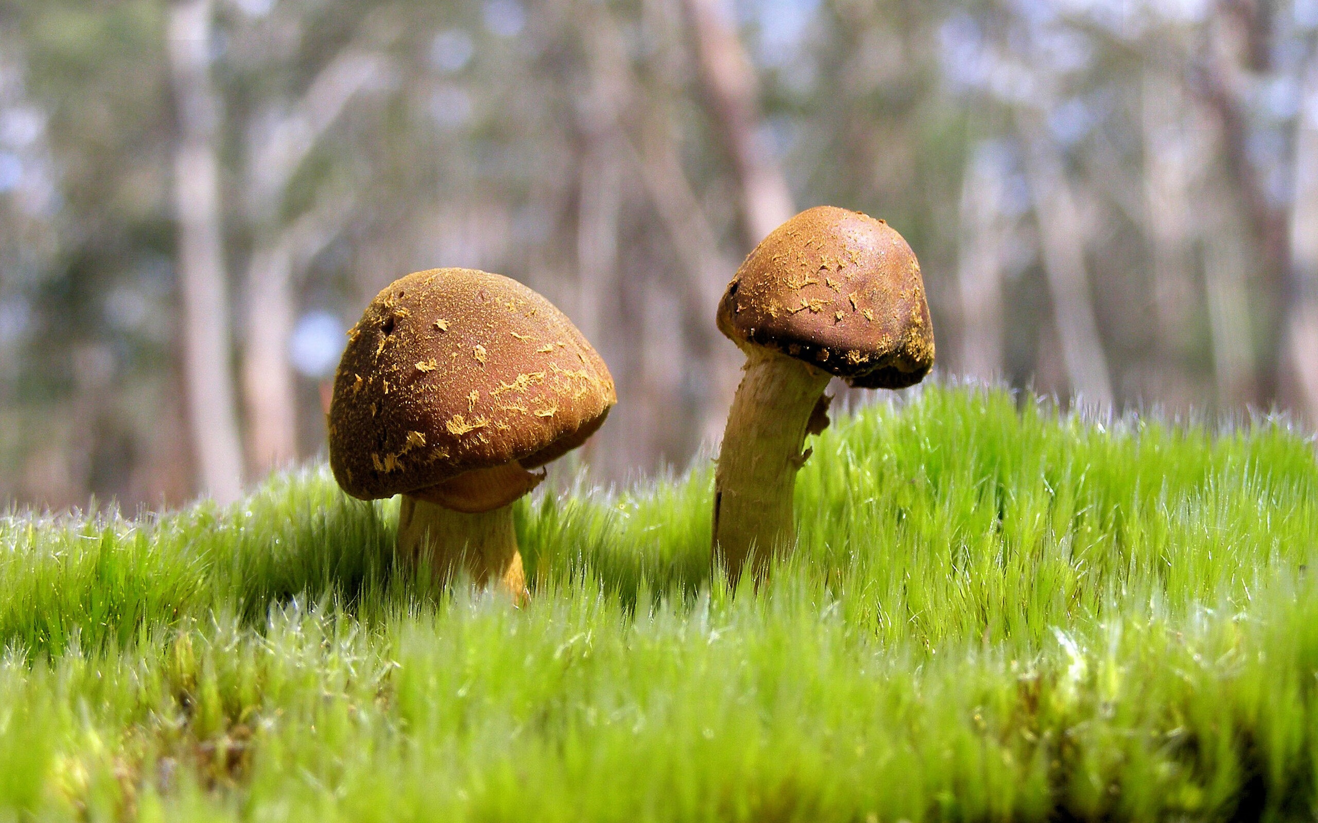 宿命转动的夜晚，当努涅斯破茧，埃及跨过北欧的暗影