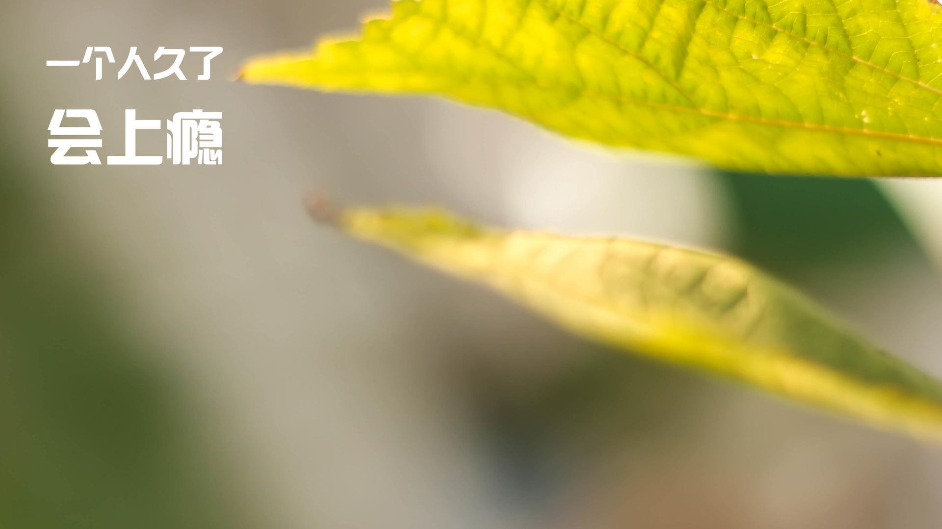 当塔图姆空降CBA，率魔术在生死战击败广厦队