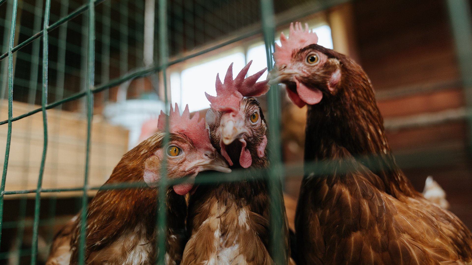 影子德比，法比尼奥的最后一舞与曼城的西班牙终章