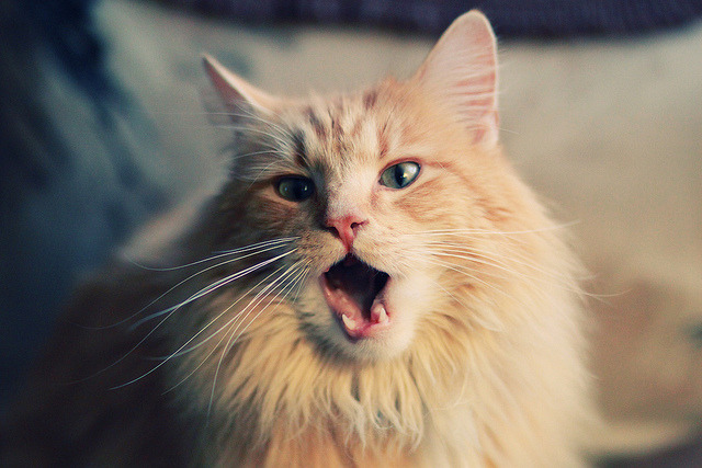 绿茵银箭间的终极弯道,当多特蒙德战术革命正面击溃阿根廷巨轮