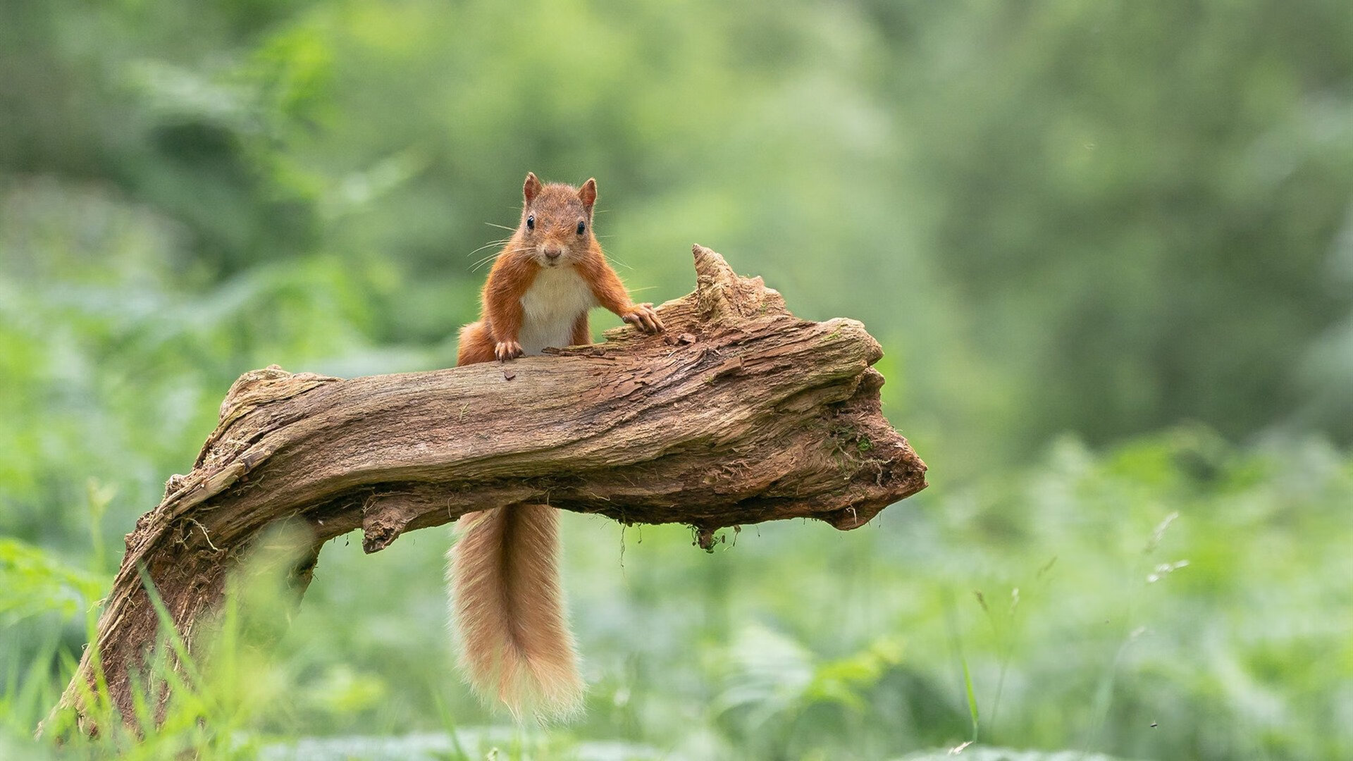 不存在的进球,萨拉赫如何在一场他从未参加的比赛中决定胜负