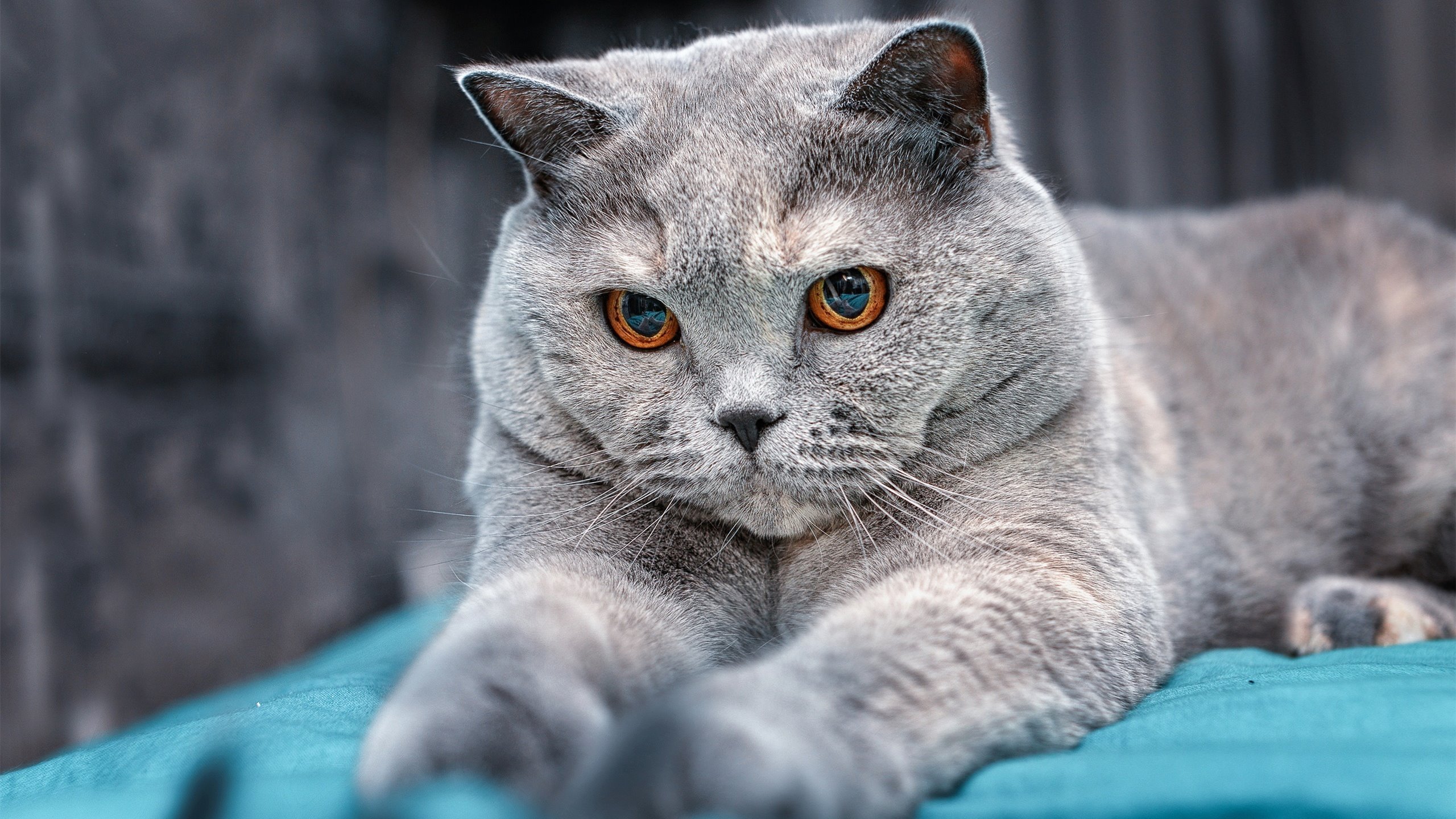 孤胆英雄布伦森，从步行者到奔袭者，强势晋级背后的撕裂与重生